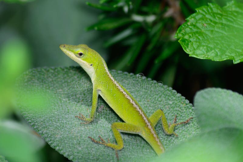 Pequeño Anole verde (carolinensis del Anolis) horizontal en una hoja sabia fotos de archivo Pequeño Anole verde (carolinensis del Anolis) horizontal en una hoja sabia fotos de archivo