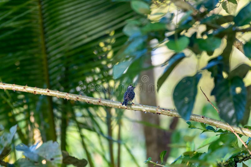 Pequeño ave tropical encaramada en una rama espinosa escondida en la selva. imagen de archivo libre de regalías