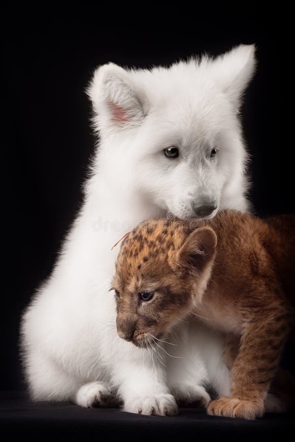 Pequeño cachorro de león y perrito blanco imagen de archivo libre de regalías Pequeño cachorro de león y perrito blanco imagen de archivo libre de regalías