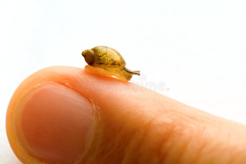 A small snail moving over finger tip. A small snail moving over finger tip