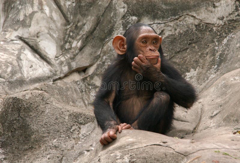 Pequeño chimpancé foto de archivo