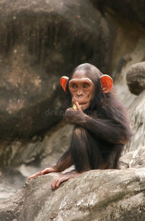 Pequeño chimpancé foto de archivo