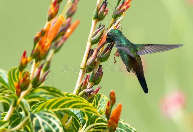 Pequeño colibrí polinizando flores naranjas tropicales en un jardín. foto de archivo