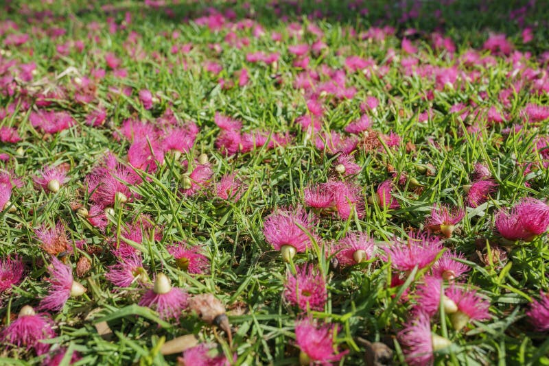 Pequeño descenso púrpura hermoso de la flor a la tierra imagenes de archivo Pequeño descenso púrpura hermoso de la flor a la tierra imagenes de archivo