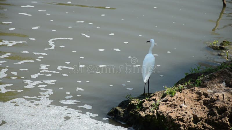 Pequeño Egret