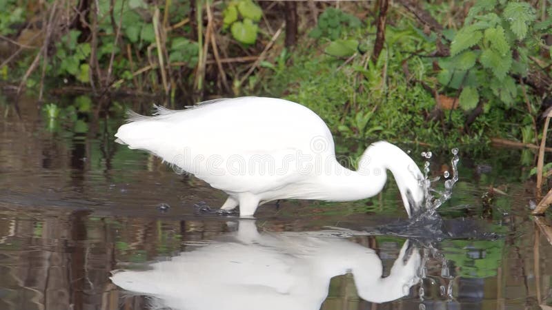 Pequeño Egret, garzetta del Egretta