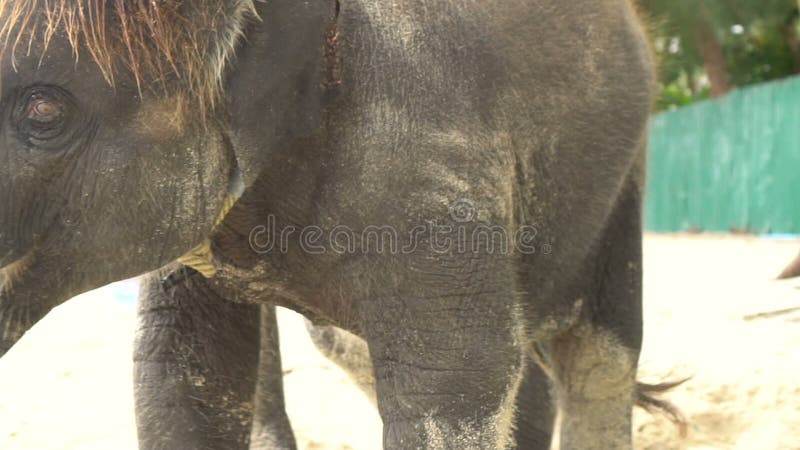 Pequeño elefante del bebé en la playa