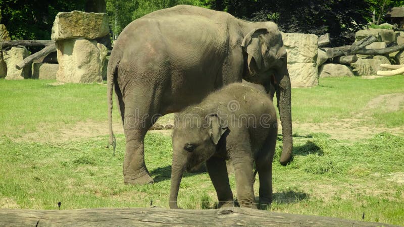 Pequeño elefante del bebé que se coloca al lado del adulto 4K