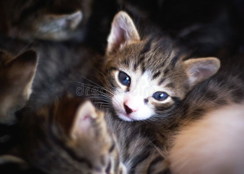 Pequeño gatito. fotografía de archivo libre de regalías Pequeño gatito. fotografía de archivo libre de regalías