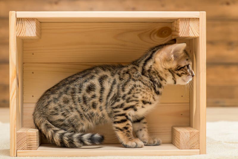 pequeño gatito criado en línea pura de Bengala que juega en una caja de madera fotografía de archivo pequeño gatito criado en línea pura de Bengala que juega en una caja de madera fotografía de archivo