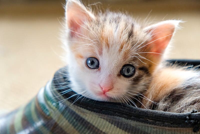 Pequeño gatito en el zapato imagen de archivo Pequeño gatito en el zapato imagen de archivo