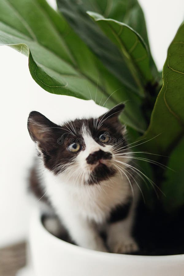 Pequeño gatito lindo asustado que asiste debajo de la higuera de la hoja del violín fotografía de archivo libre de regalías Pequeño gatito lindo asustado que asiste debajo de la higuera de la hoja del violín fotografía de archivo libre de regalías