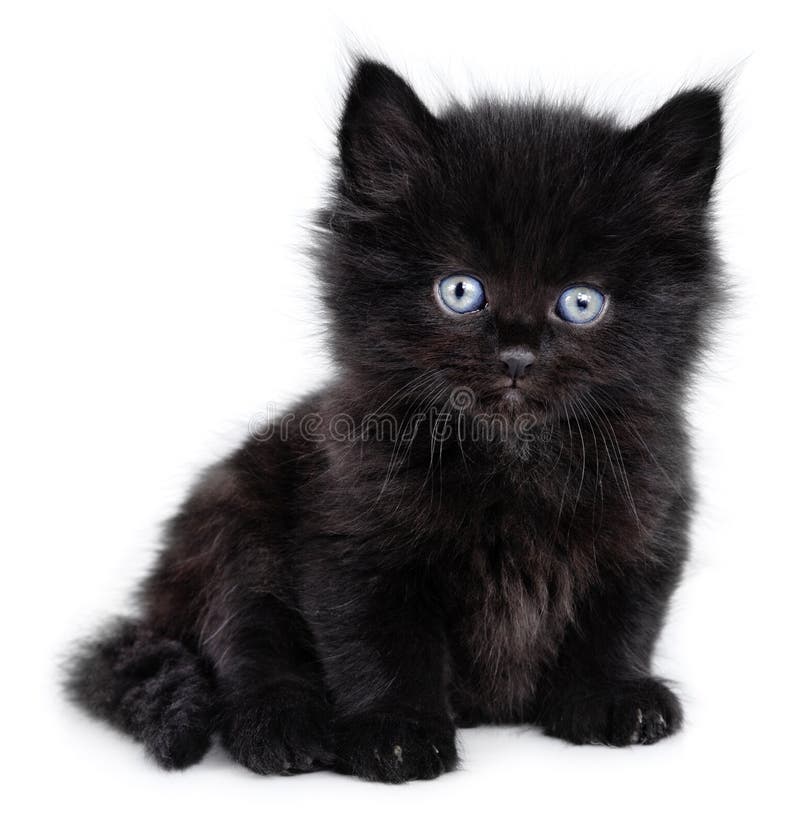 Pequeño gatito negro que se sienta fotos de archivo libres de regalías