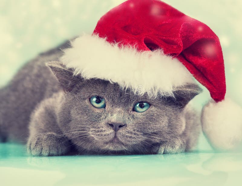 Pequeño gatito que lleva el sombrero de Papá Noel fotografía de archivo libre de regalías Pequeño gatito que lleva el sombrero de Papá Noel fotografía de archivo libre de regalías