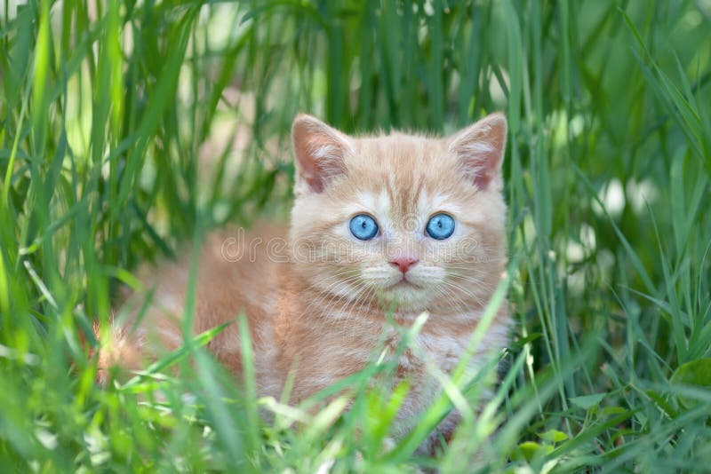 Pequeño gatito que se sienta en la hierba fotografía de archivo Pequeño gatito que se sienta en la hierba fotografía de archivo
