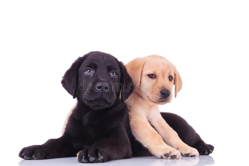 Un labrador retriever amarillo y pequeño tumbado encima de un cachorro negro fotos de archivo libres de regalías
