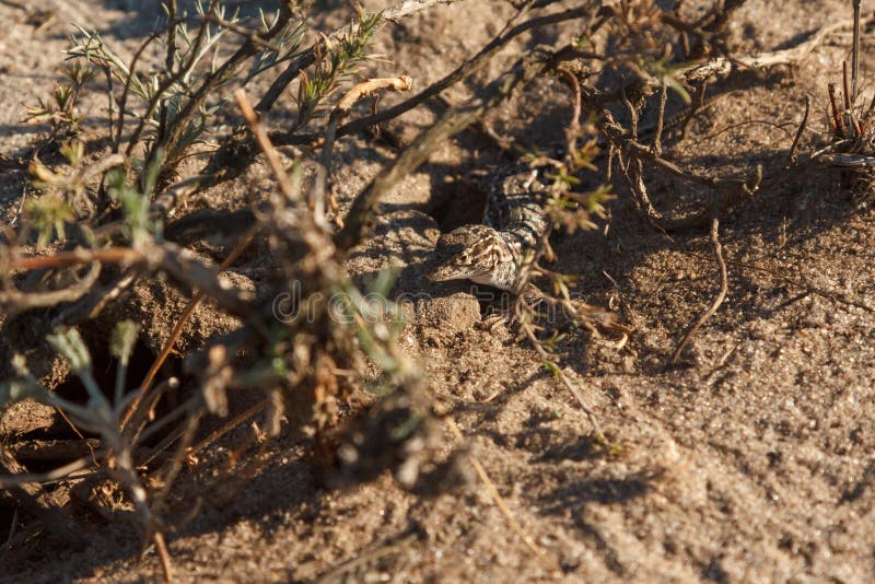 Pequeño lagarto gris en la arena en el desierto imagenes de archivo Pequeño lagarto gris en la arena en el desierto imagenes de archivo