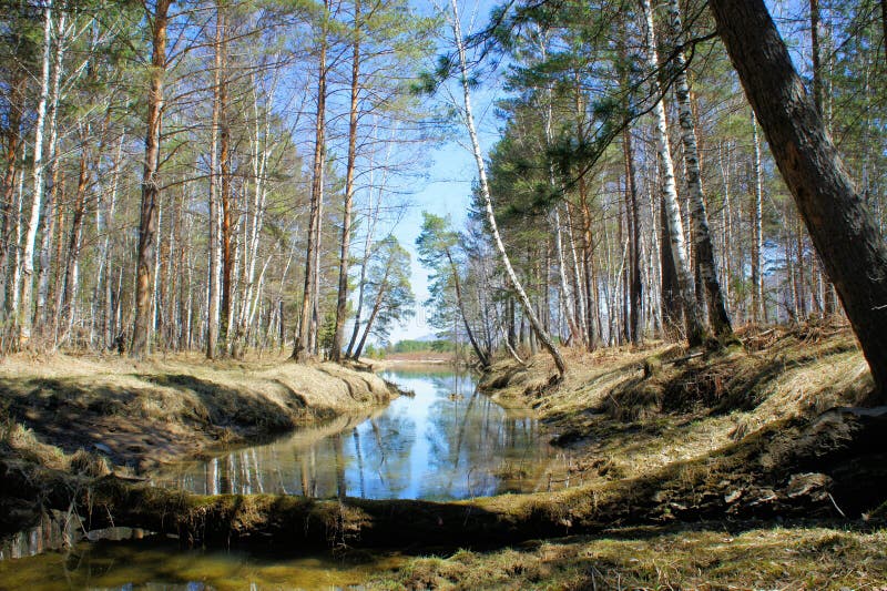 Pequeño lago de madera en el bosque Primavera imágenes de archivo libres de regalías Pequeño lago de madera en el bosque Primavera imágenes de archivo libres de regalías