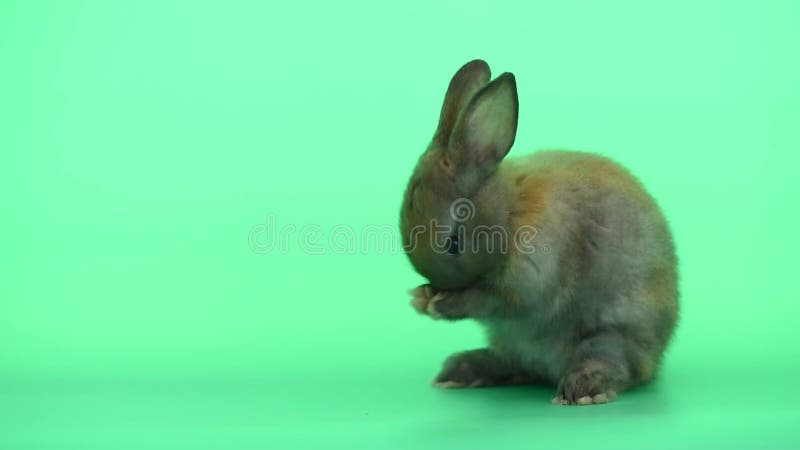Pequeño levantar marrón gris lindo de conejo de conejito y limpiar pies en fondo de pantalla verde almacen de metraje de vídeo