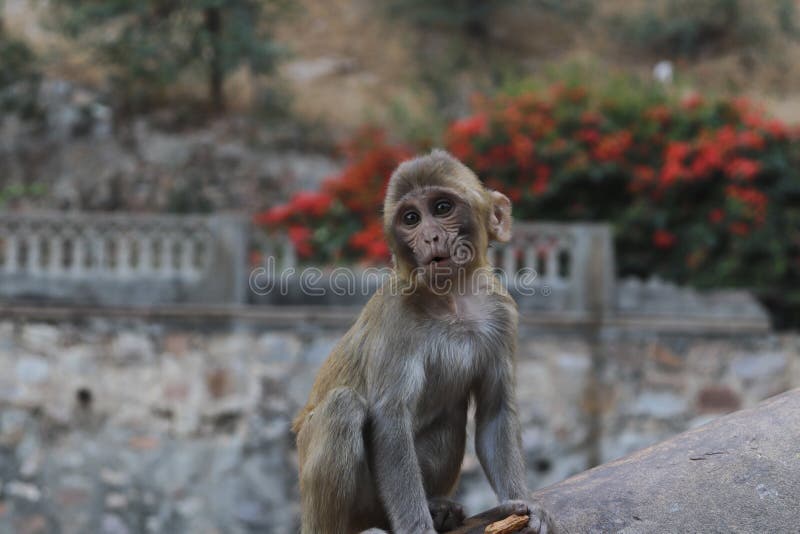 Pequeño mono de mono en el templo de monos jaipur, Rajastán, India. Pequeño mono chiquito en el templo del mono Galtaji Templo Hindú en Jaipur, Rajastán, India