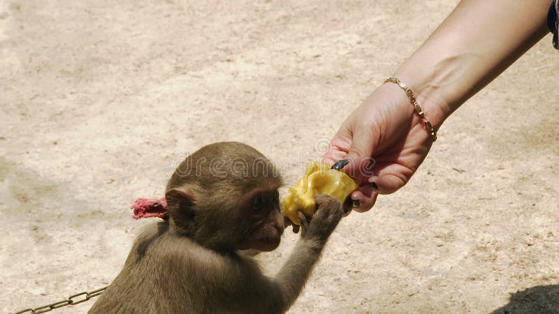 Pequeño mono que come de la mano femenina en cierre de la granja para arriba Mano de la mujer que alimenta el mono lindo por la f