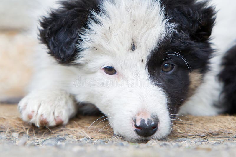 Pequeño perrito del border collie en una granja, descansando fotografía de archivo Pequeño perrito del border collie en una granja, descansando fotografía de archivo