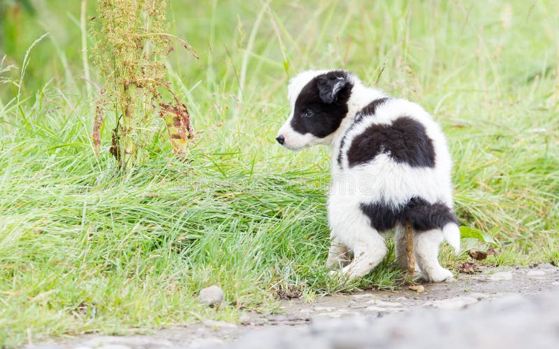 Pequeño perrito del border collie en una granja, pooing fotos de archivo libres de regalías Pequeño perrito del border collie en una granja, pooing fotos de archivo libres de regalías