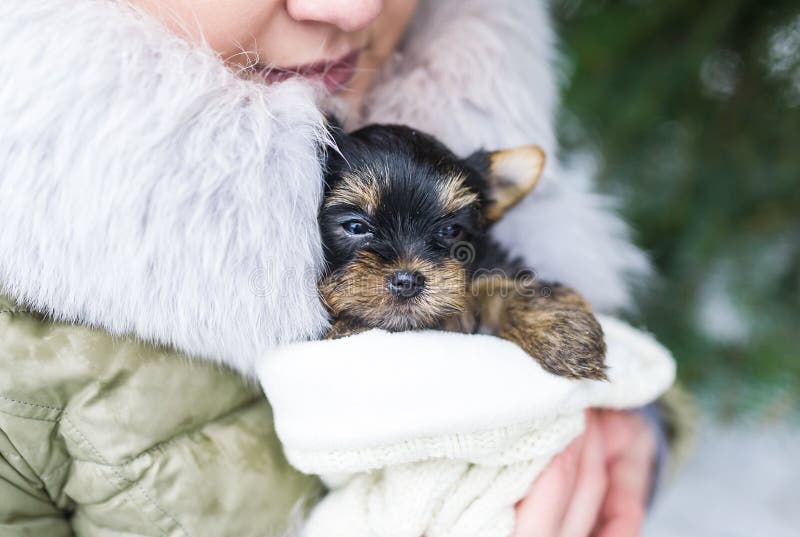 Pequeño perrito lindo de Yorkshire en manos del ` s de la mujer fotos de archivo libres de regalías Pequeño perrito lindo de Yorkshire en manos del ` s de la mujer fotos de archivo libres de regalías
