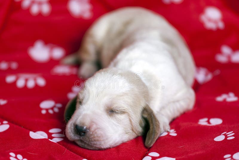 Pequeño perrito lindo del afloramiento-perro fotos de archivo libres de regalías Pequeño perrito lindo del afloramiento-perro fotos de archivo libres de regalías