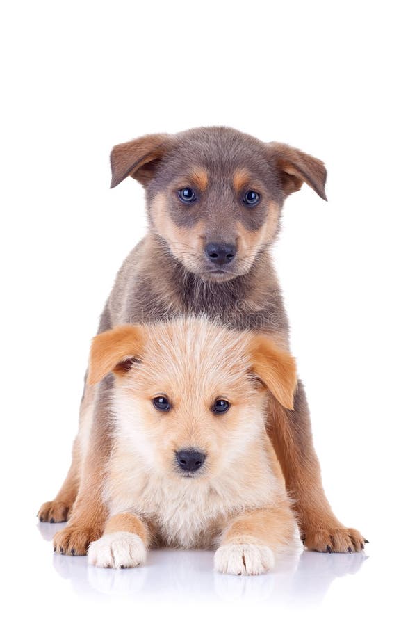 Pequeño perrito sin hogar fotografía de archivo libre de regalías Pequeño perrito sin hogar fotografía de archivo libre de regalías