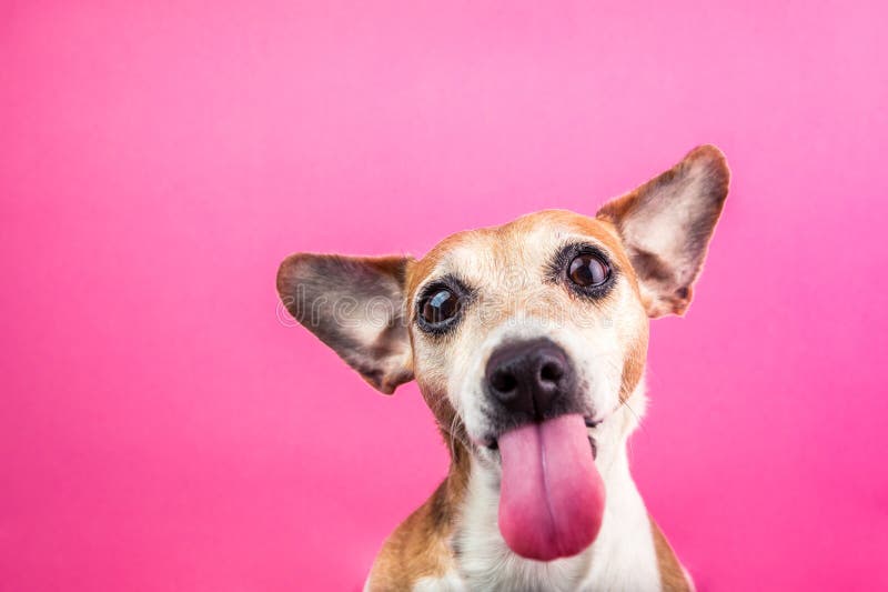 Pequeño perro adorable con la lengua larga Retrato divertido del terrier de Jack Russell cara del matón Fondo rosado Cartel fresc imágenes de archivo libres de regalías