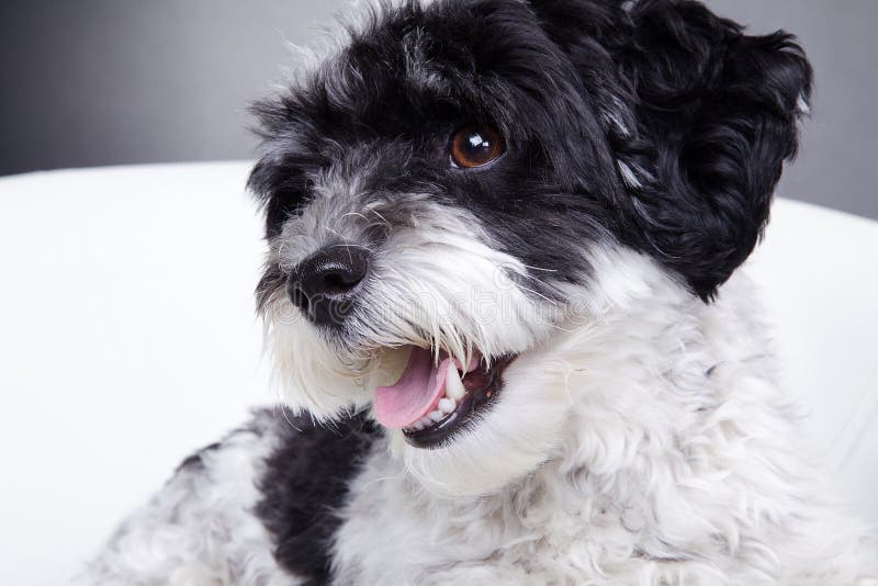 Pequeño Perro Blanco Y Negro En La Silla Foto de archivo - Imagen de