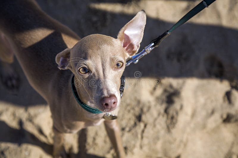 Pequeño perro del galgo italiano en la playa fotografía de archivo libre de regalías Pequeño perro del galgo italiano en la playa fotografía de archivo libre de regalías