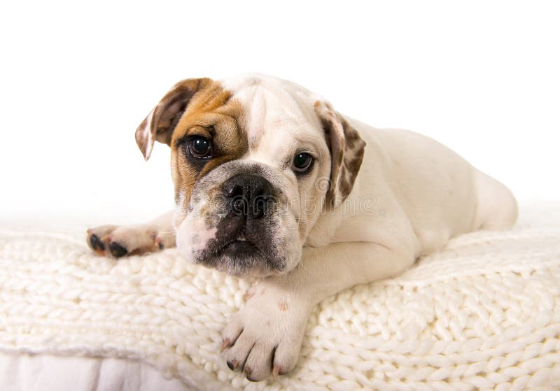 Young little French Bulldog cub lying on bed at home looking curious at the camera, isolated on white background studio lighting in sweet domestic dog pet concept. Young little French Bulldog cub lying on bed at home looking curious at the camera, isolated on white background studio lighting in sweet domestic dog pet concept