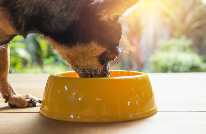 Pequeño perro lindo que come con el cuenco de comida de perro Los animales domésticos están alimentando estafa foto de archivo Pequeño perro lindo que come con el cuenco de comida de perro Los animales domésticos están alimentando estafa foto de archivo
