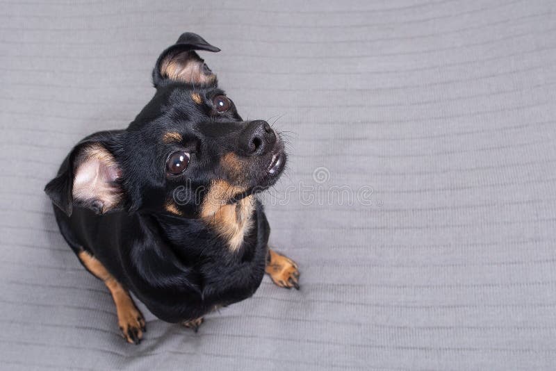 Pequeño perro negro con fondo gris foto de archivo