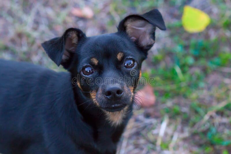 Pequeño perro negro con los ojos hermosos fotos de archivo
