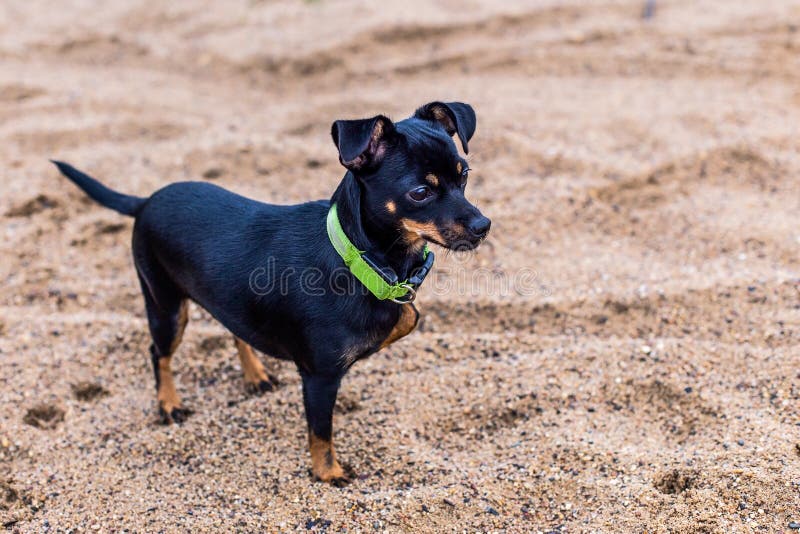 Perro negro pequeño en la arena imagen de archivo