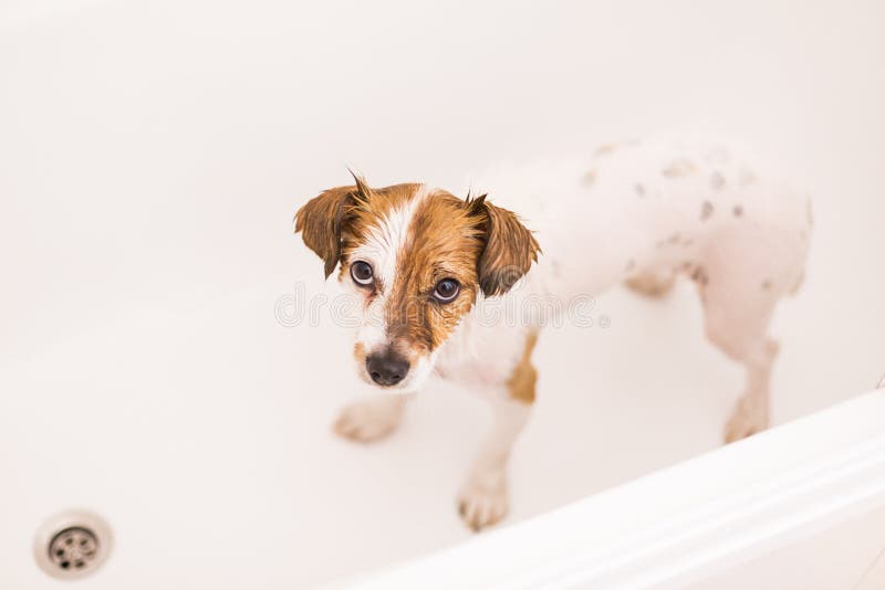 Pequeño perro precioso lindo mojado en la bañera que mira la cámara whit fotos de archivo Pequeño perro precioso lindo mojado en la bañera que mira la cámara whit fotos de archivo