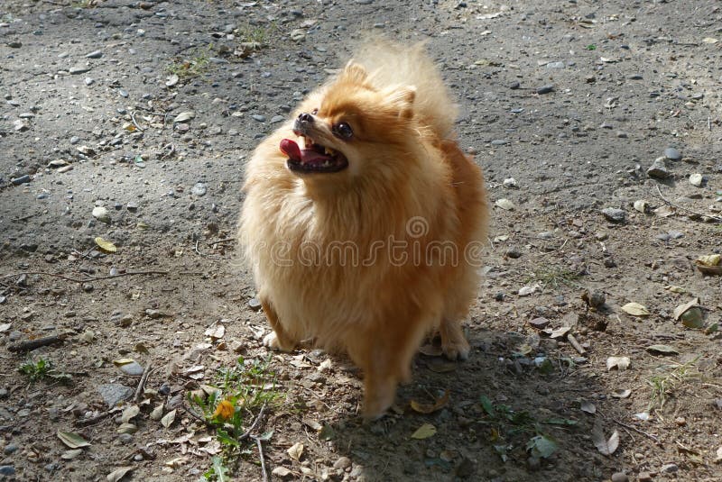 The Pomeranian looks like a child`s toy. This fluffy bun will become a faithful friend and a sonorous bark will brighten up the most gloomy day.The Pomeranian Spitz easily finds a common language with the owner, to whom he feels boundless love and loyalty. The Pomeranian looks like a child`s toy. This fluffy bun will become a faithful friend and a sonorous bark will brighten up the most gloomy day.The Pomeranian Spitz easily finds a common language with the owner, to whom he feels boundless love and loyalty.