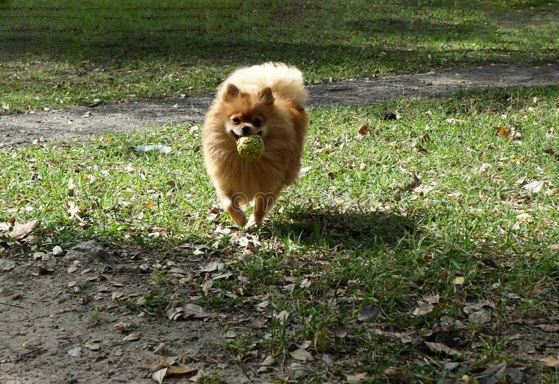 The Pomeranian looks like a child`s toy. This fluffy bun will become a faithful friend and a sonorous bark will brighten up the most gloomy day.The Pomeranian Spitz easily finds a common language with the owner, to whom he feels boundless love and loyalty. The Pomeranian looks like a child`s toy. This fluffy bun will become a faithful friend and a sonorous bark will brighten up the most gloomy day.The Pomeranian Spitz easily finds a common language with the owner, to whom he feels boundless love and loyalty.