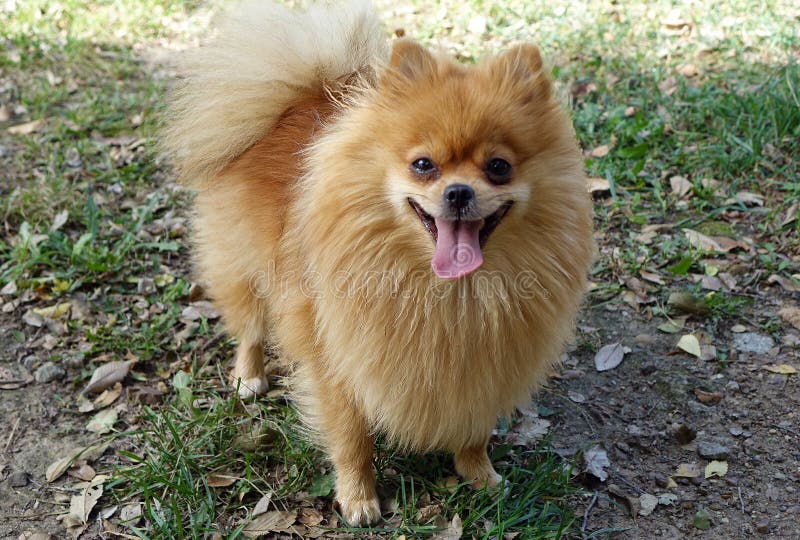 The Pomeranian looks like a child`s toy. This fluffy bun will become a faithful friend and a sonorous bark will brighten up the most gloomy day.The Pomeranian Spitz easily finds a common language with the owner, to whom he feels boundless love and loyalty. The Pomeranian looks like a child`s toy. This fluffy bun will become a faithful friend and a sonorous bark will brighten up the most gloomy day.The Pomeranian Spitz easily finds a common language with the owner, to whom he feels boundless love and loyalty.