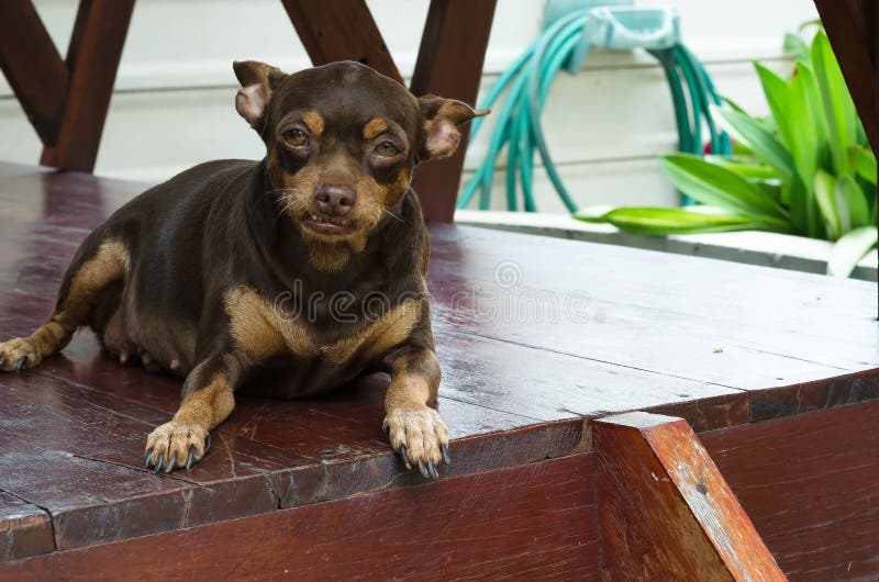 Pequeño pinscher miniatura marrón que se sienta en el flo de tierra de madera foto de archivo Pequeño pinscher miniatura marrón que se sienta en el flo de tierra de madera foto de archivo