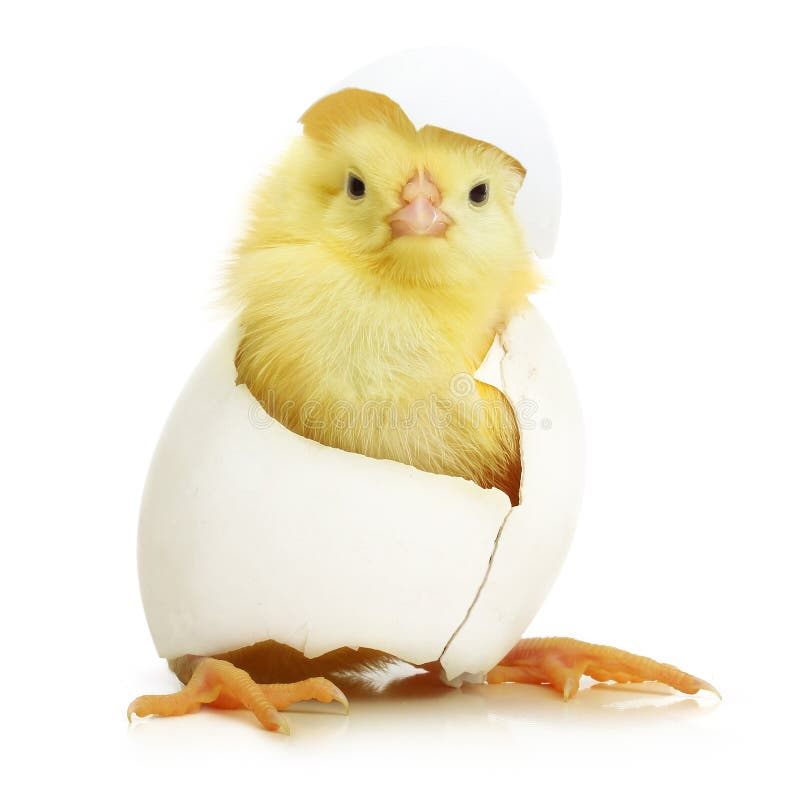 Cute little chicken coming out of a white egg isolated on white background. Cute little chicken coming out of a white egg isolated on white background.