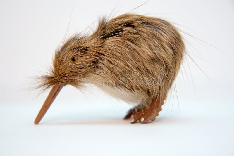 Pequeño pájaro del juguete del kiwi foto de archivo libre de regalías Pequeño pájaro del juguete del kiwi foto de archivo libre de regalías