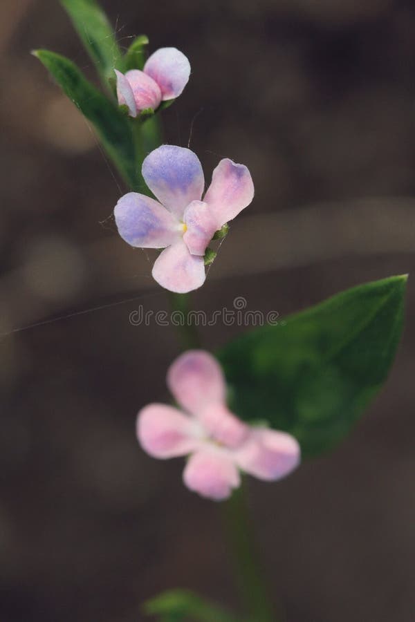 Pequeño rosa salvaje y flores púrpuras imagenes de archivo Pequeño rosa salvaje y flores púrpuras imagenes de archivo