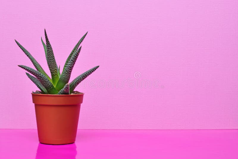 Pequeño succulent verde en maceta roja en fondo rosado brillante imagen de archivo Pequeño succulent verde en maceta roja en fondo rosado brillante imagen de archivo