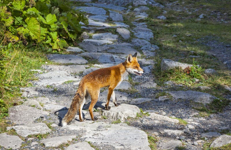 Pequeño zorro en el bosque en las altas montañas de Tatras, Eslovaquia fotografía de archivo Pequeño zorro en el bosque en las altas montañas de Tatras, Eslovaquia fotografía de archivo