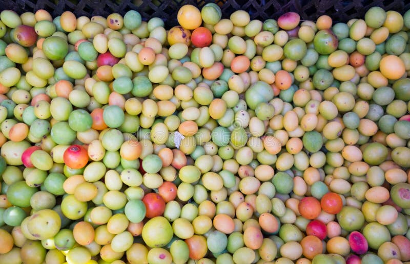 Pequeños ciruelos tkemaly para la venta en el mercado de los granjeros imagen de archivo libre de regalías Pequeños ciruelos tkemaly para la venta en el mercado de los granjeros imagen de archivo libre de regalías
