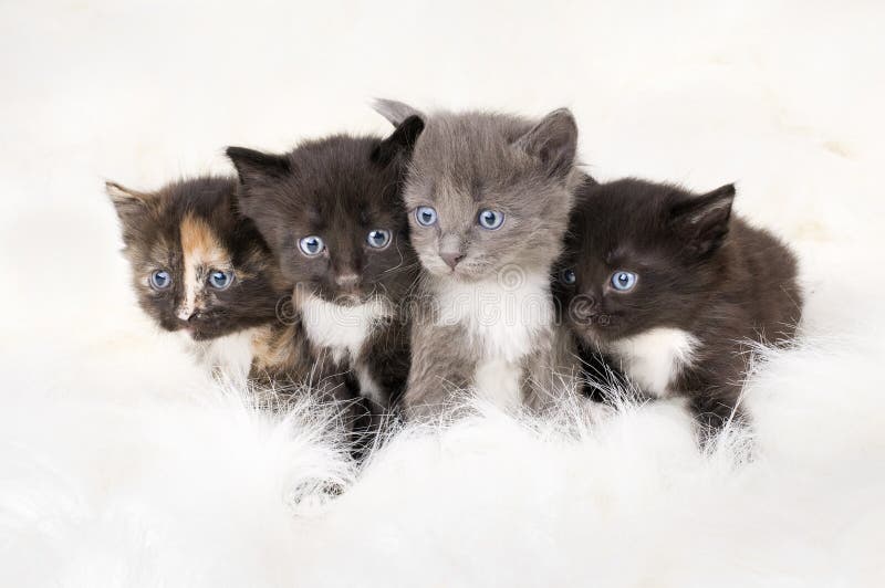 Pequeños gatitos mullidos fotografía de archivo libre de regalías Pequeños gatitos mullidos fotografía de archivo libre de regalías